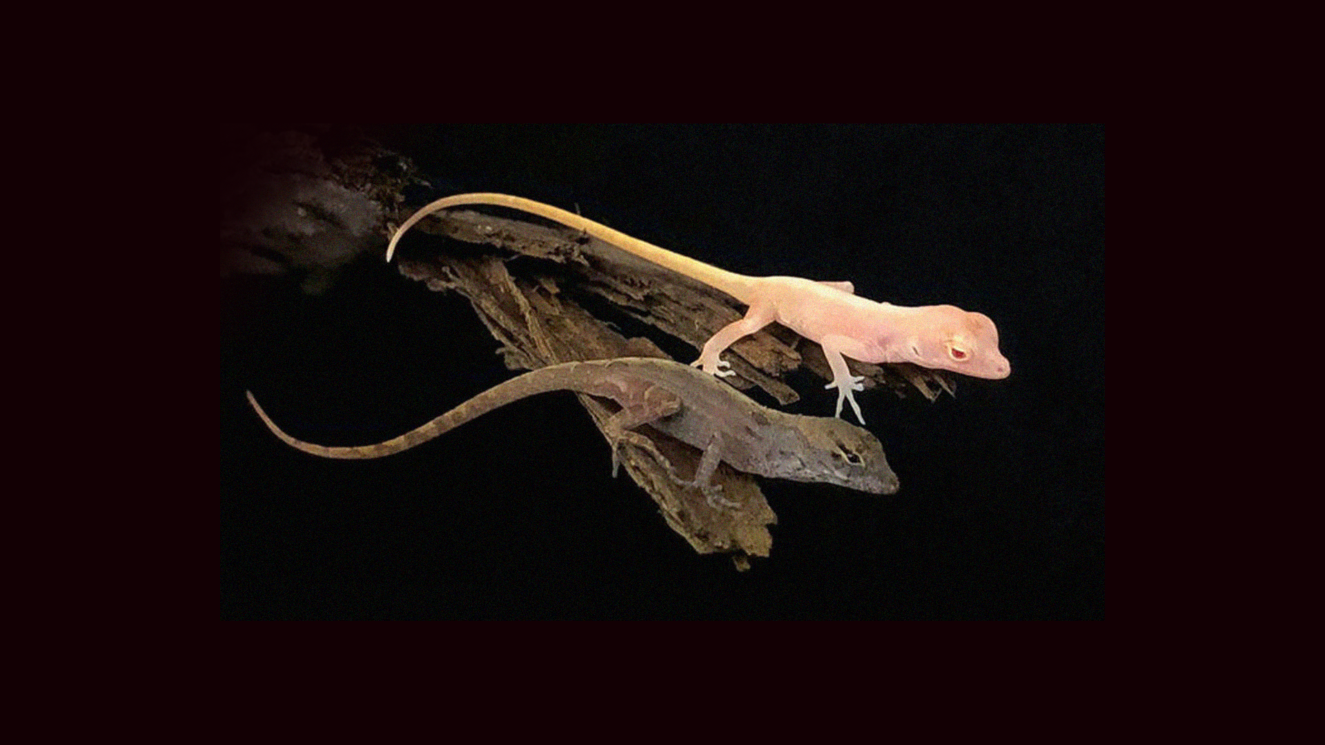Primeiros répteis geneticamente modificados nascem com uma “surpresinha”