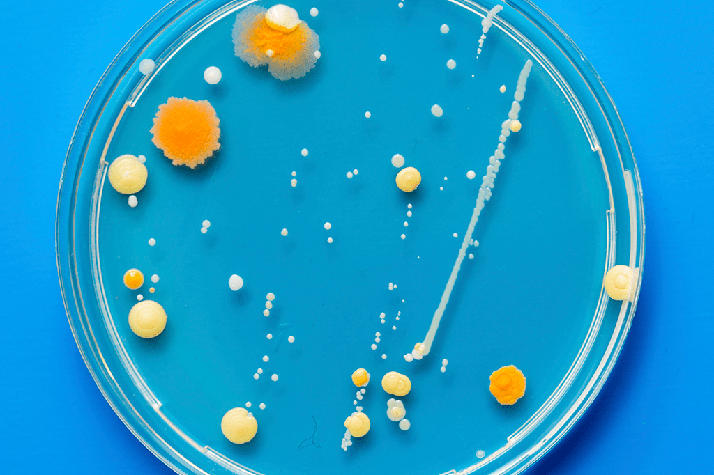 Mofos do lodo: eles não têm sistema nervoso – mas têm memória
