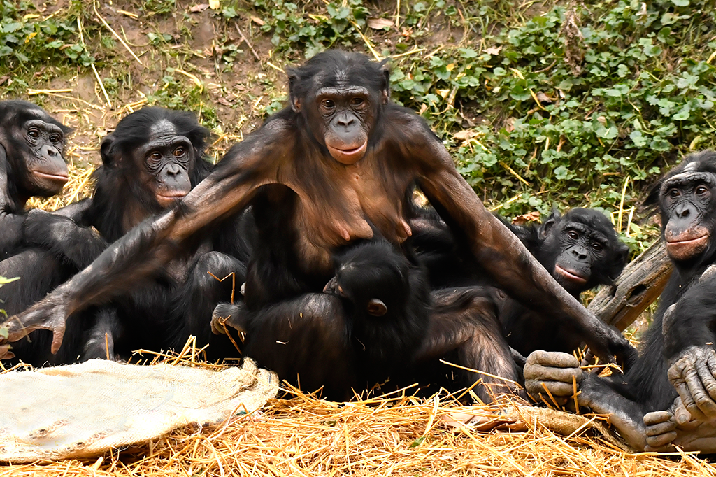Mães de chimpanzés bonobos arranjam dates para os filhos