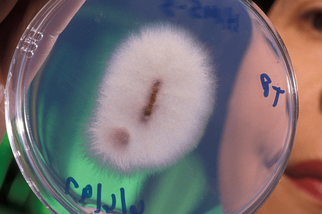 Fusarium-oxysporum Fusarium-oxysporum