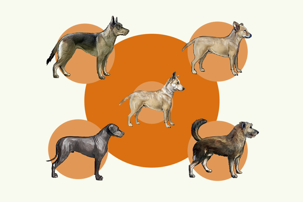 Como o homem transformou lobos em cachorros