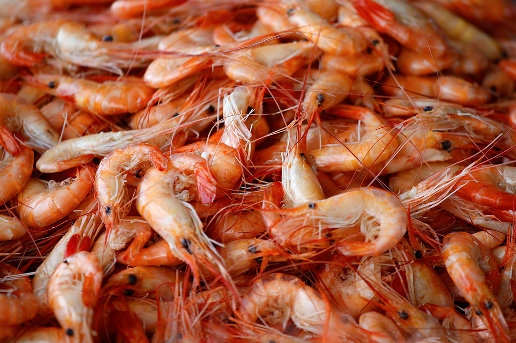 Cientistas encontram cocaína em camarões de rio