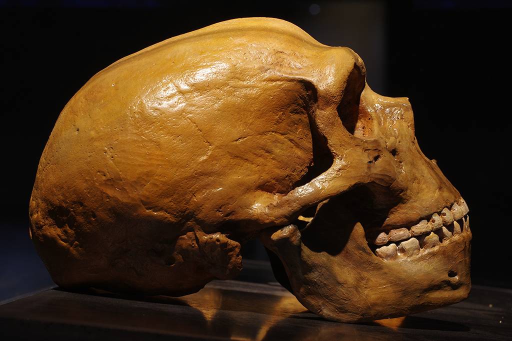 Há 800 mil anos, linhagem do Homo sapiens já estava separada dos neandertais