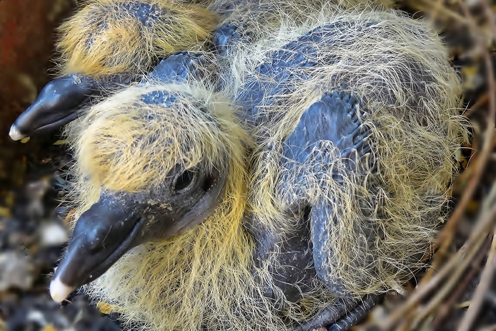 Eu nunca vi um filhote de pomba. Existe?