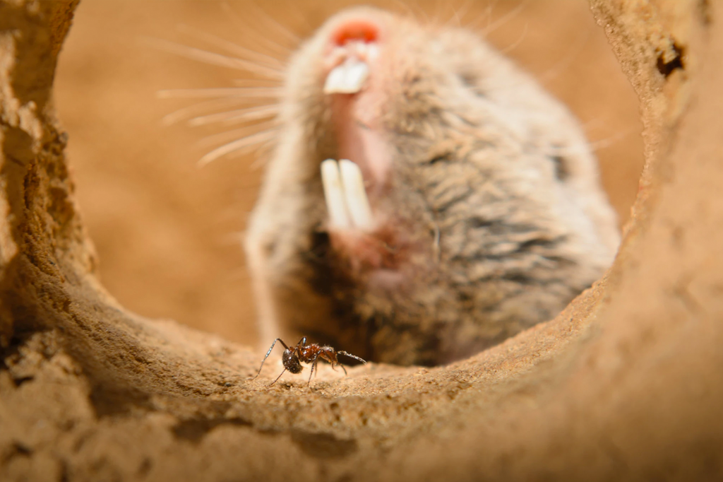 Descoberta espécie de rato que é imune à ardência do wasabi