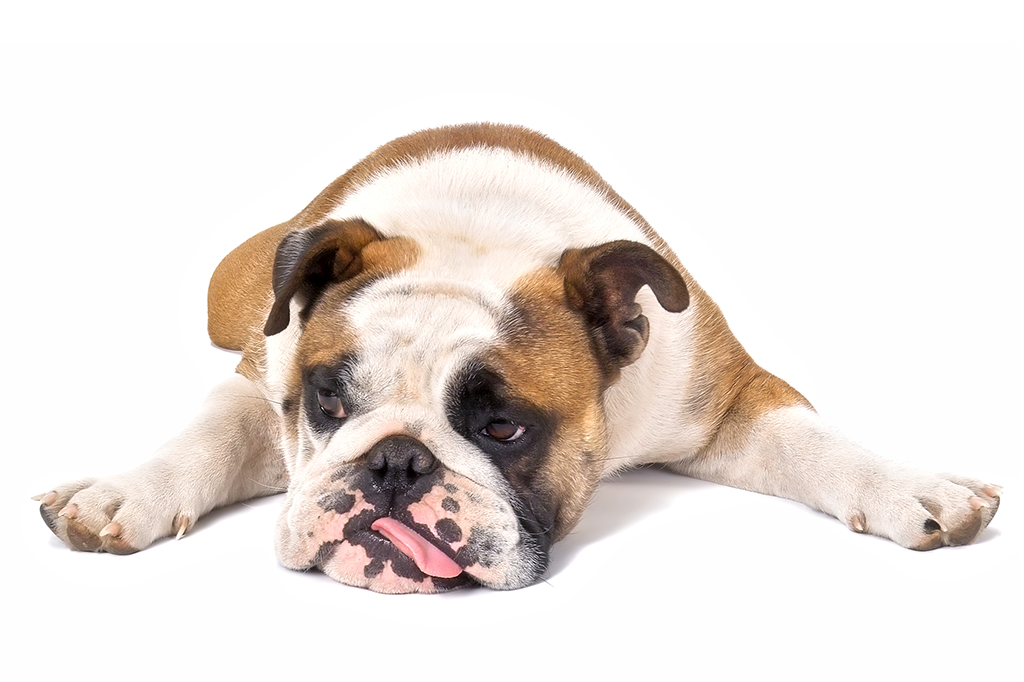 Cães tem o mesmo nível de cortisol – o hormônio do stress – que os donos