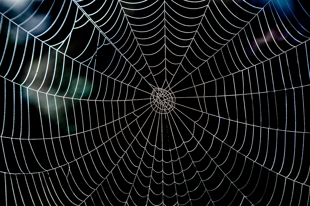 Formigas invadem covil de aranhas para salvar irmãs capturadas