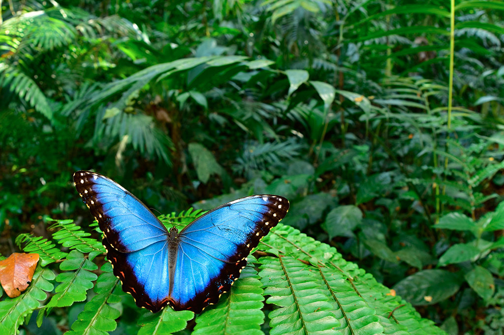 Espécies extintas são descobertas vivas em expedição até “cidade perdida”
