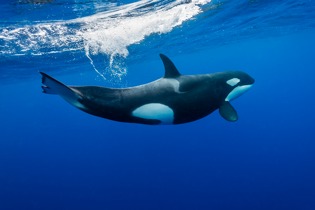 Orcas australianas têm “sotaque” diferente — ouça