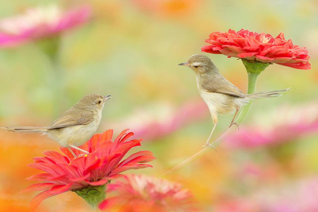 Cérebros de pássaros entram em sincronia quando cantam juntos