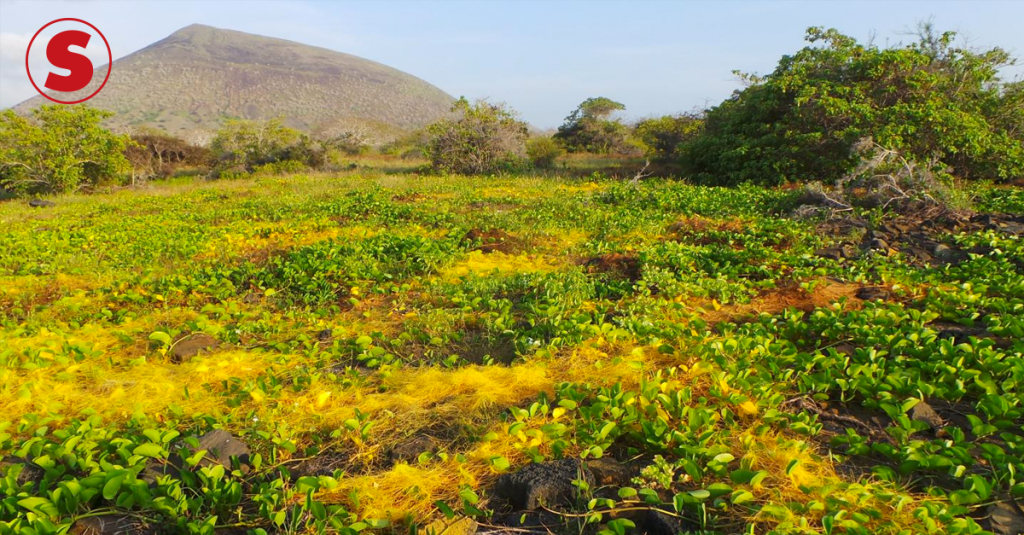 Planta parasita não rouba apenas nutrientes, mas também genes