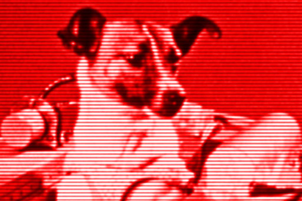 Sputnik, Laika e Gagarin