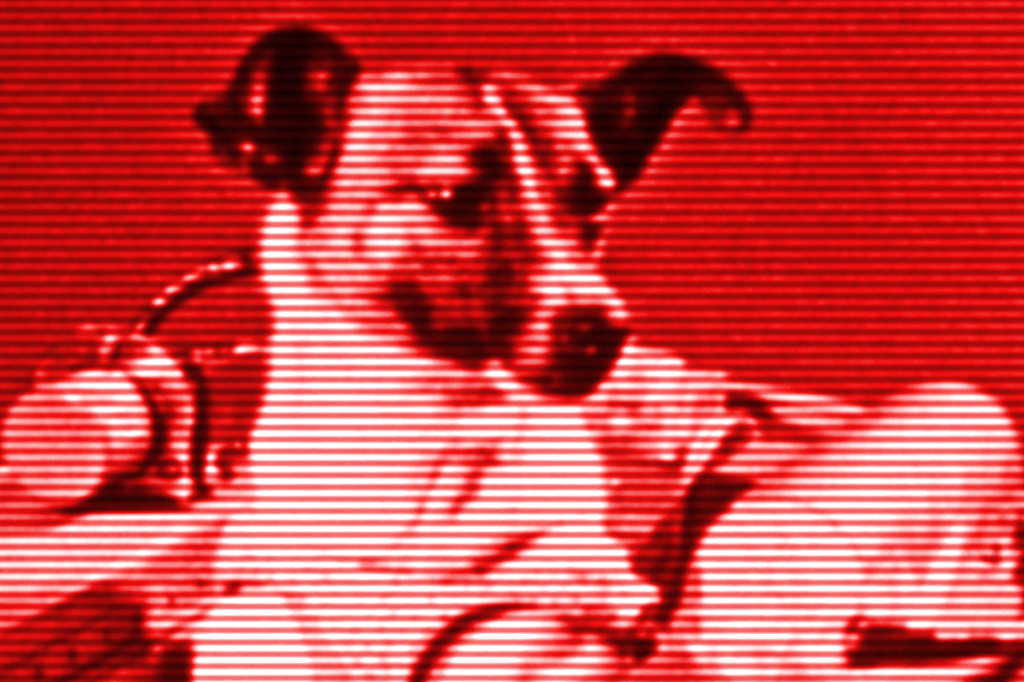 Sputnik, Laika e Gagarin