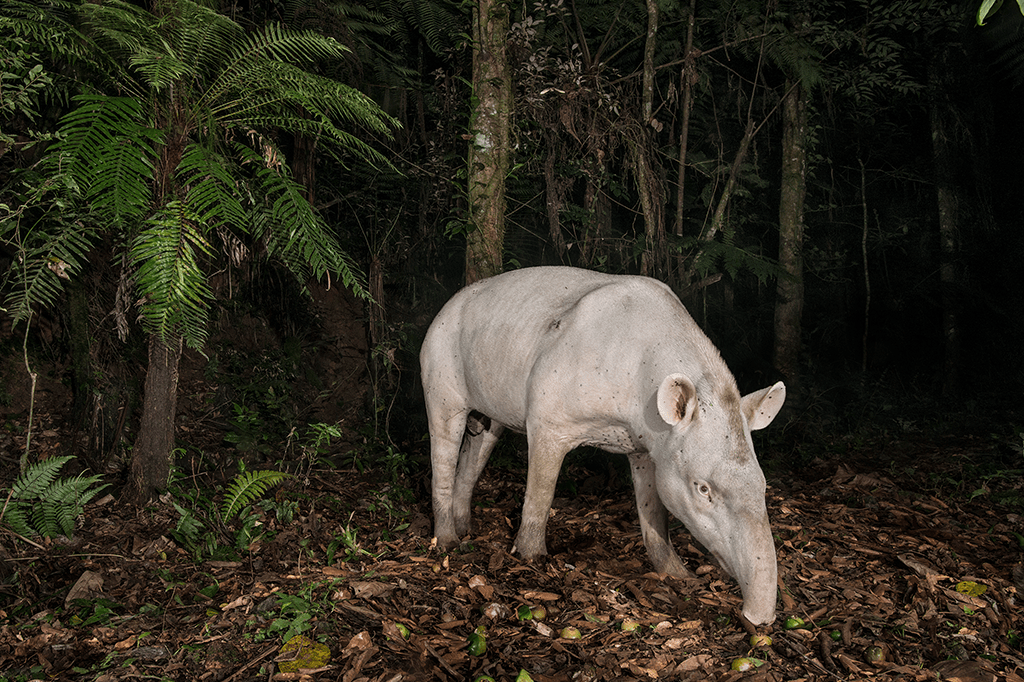 Anta albina é avistada em reserva de Mata Atlântica