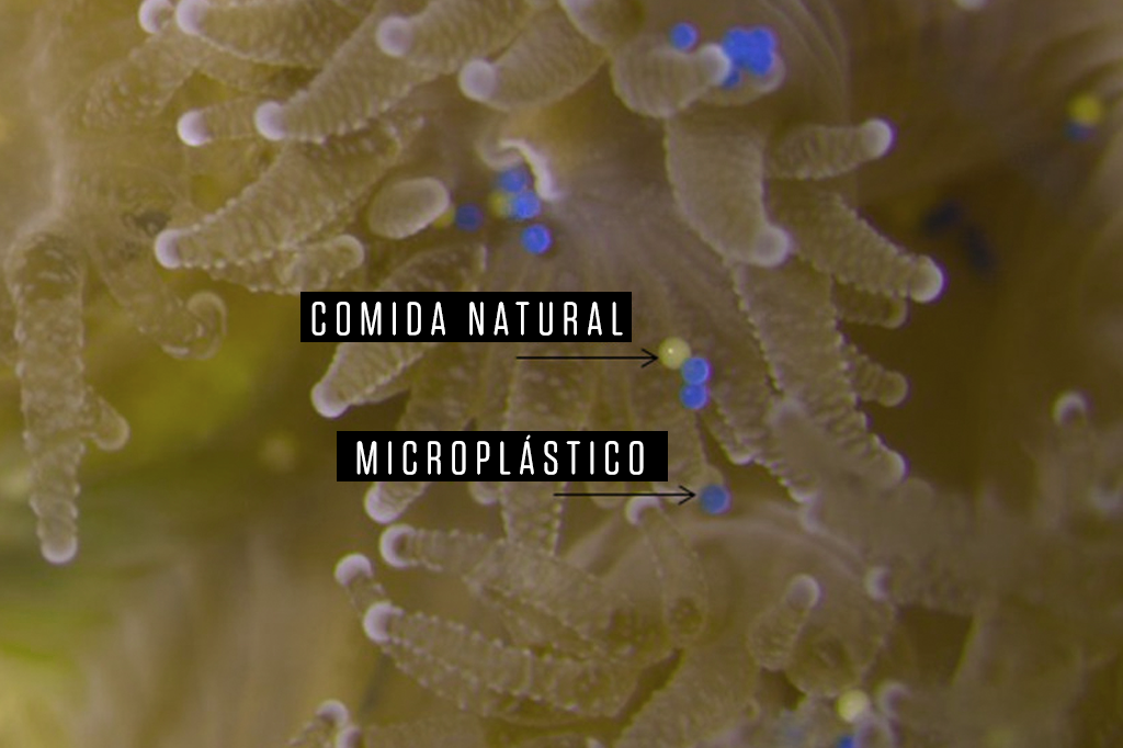 Site_CoralPlastico@