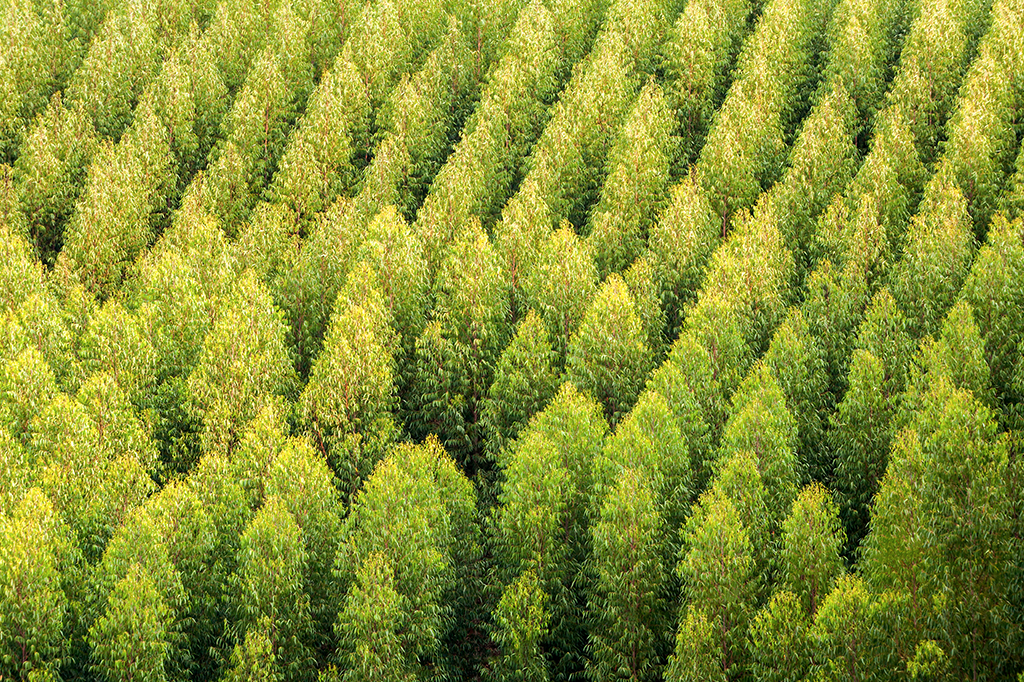 Por que plantações de eucalipto são chamadas de “desertos verdes”?