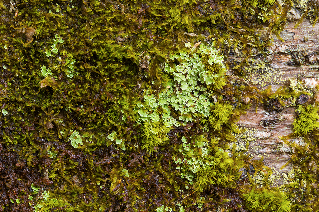 Líquens se deram bem com a morte dos dinossauros