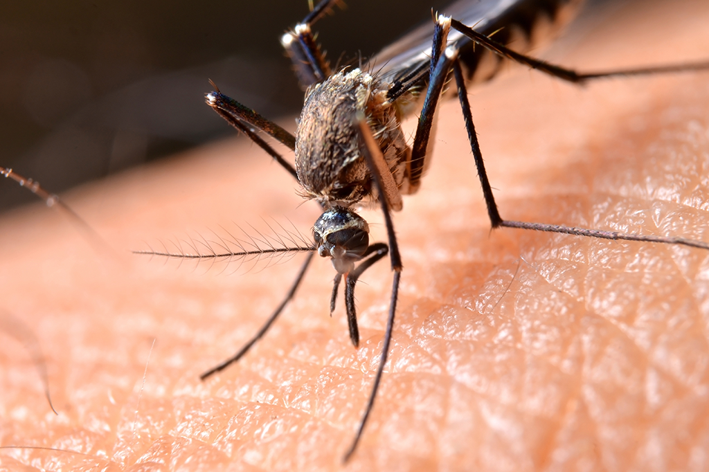 Por que certas pessoas são mais picadas por mosquitos que outras?