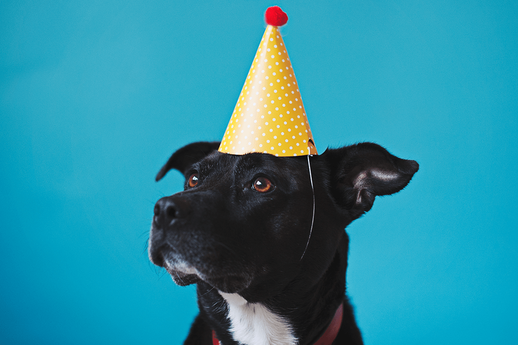 Como realmente determinar a idade do seu cachorro em anos humanos