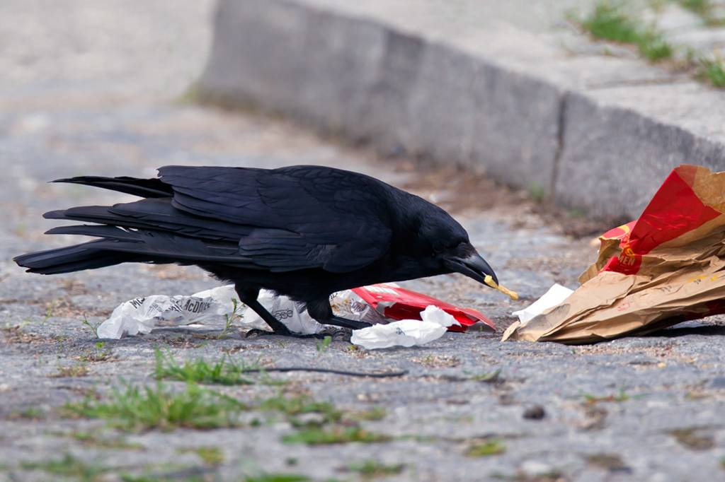 Corvos urbanos estão com colesterol alto… por comer fast food.
