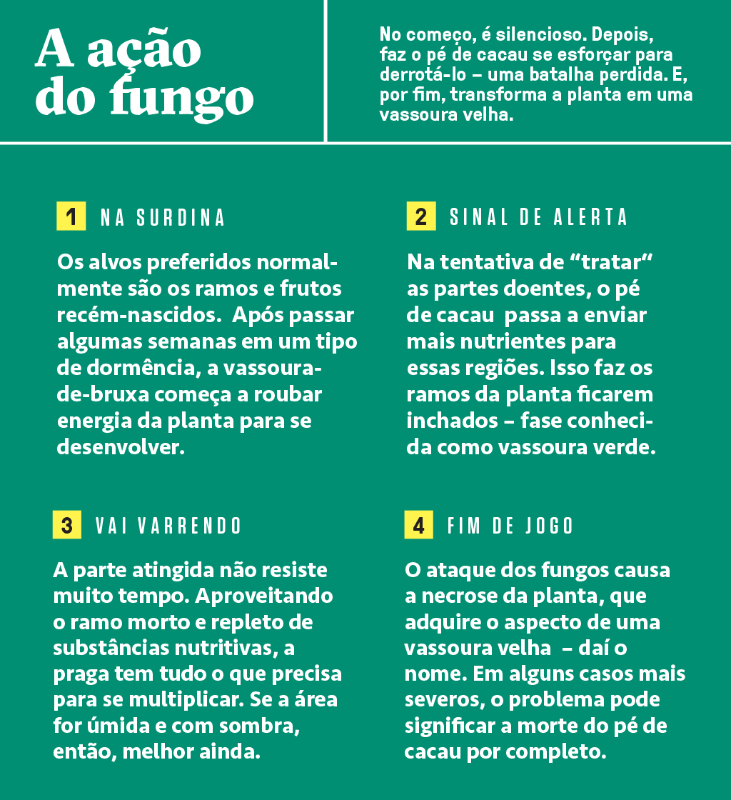 SI_407_Cacau_06 -