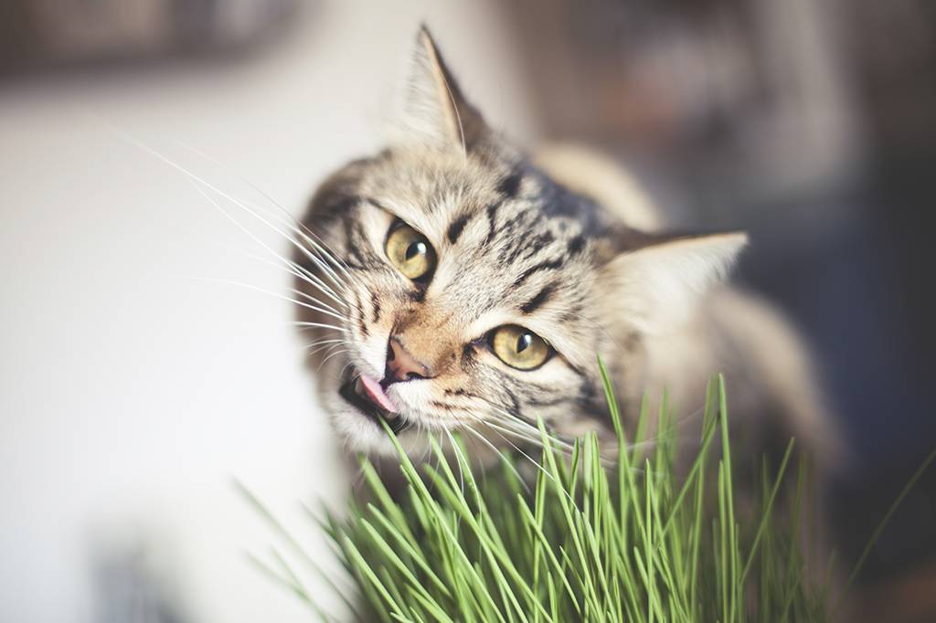 Por que os gatos comem grama? Novo estudo tem a resposta
