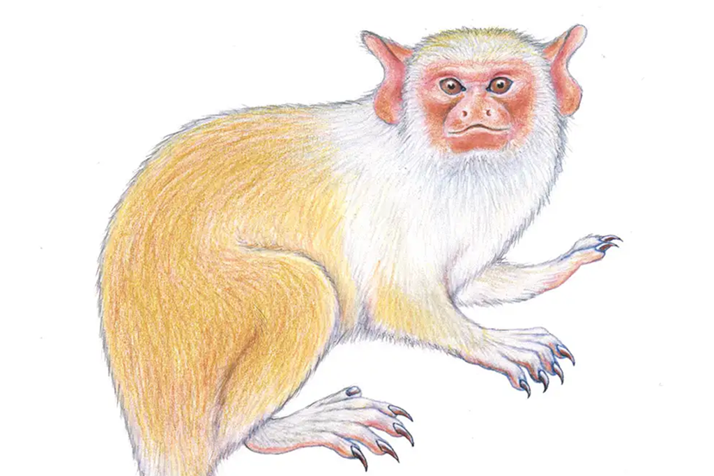 Nova espécie de macaco é descoberta na Amazônia – e já está ameaçada