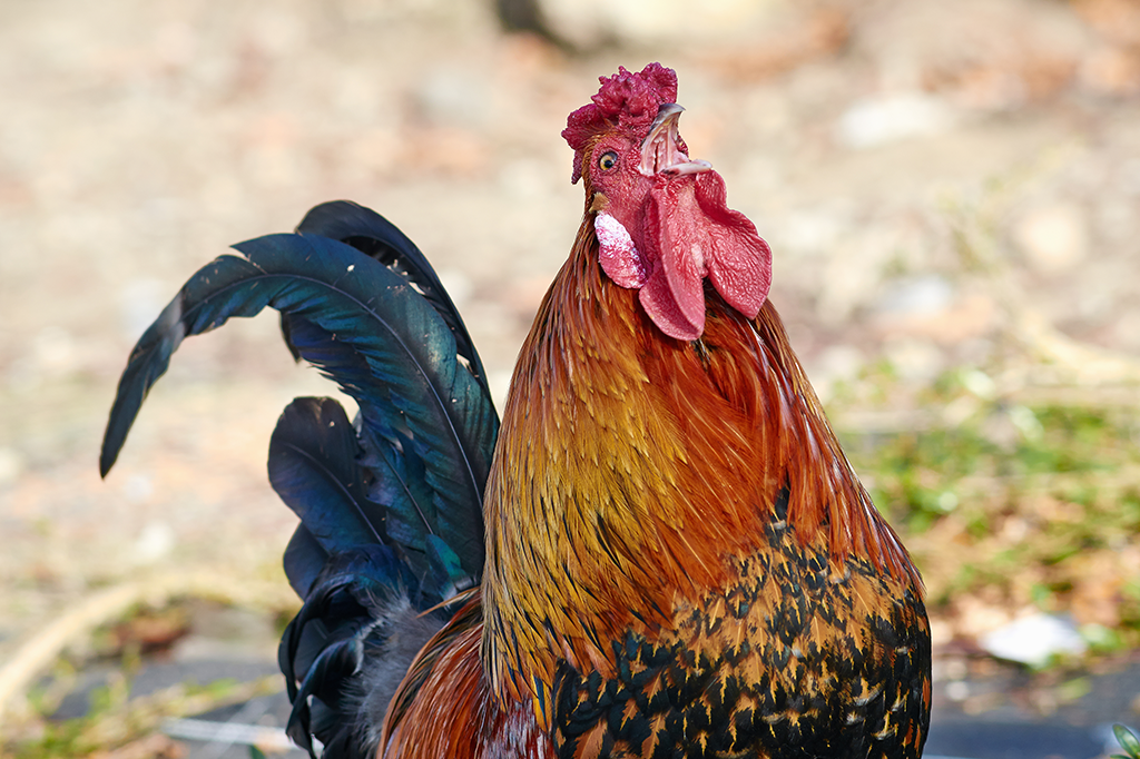 Galo francês ganha disputa judicial com vizinhos – para continuar cantando