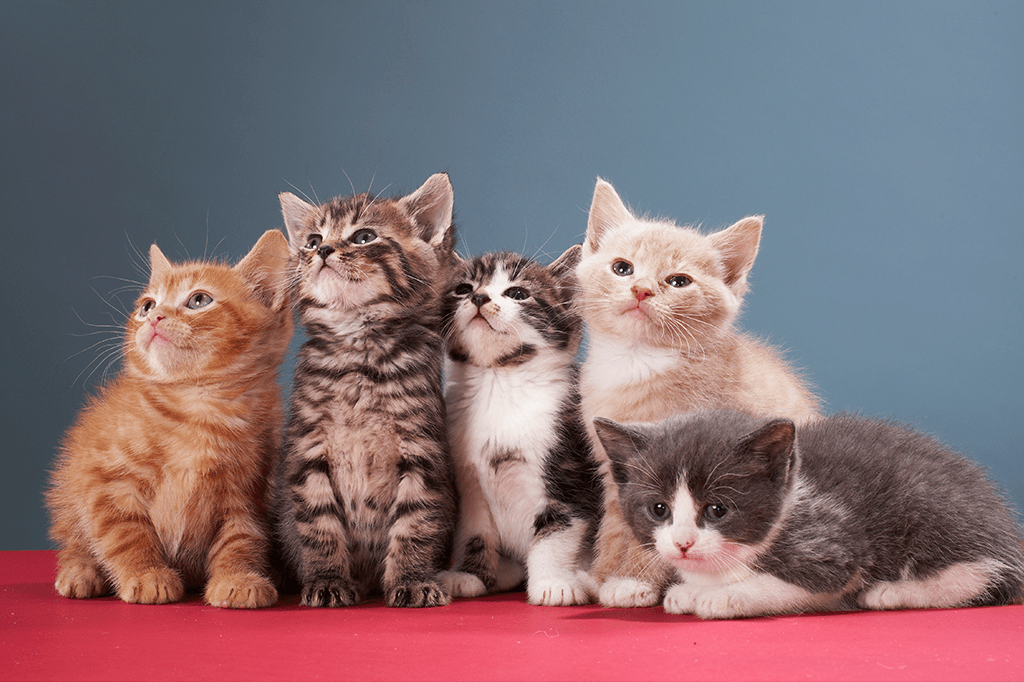 O curioso caso do gatinho clonado que não é da mesma cor que a matriz