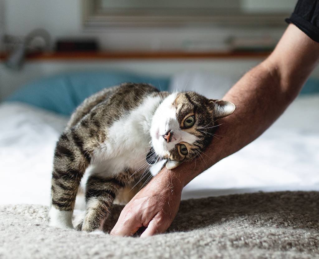 Gatos são tão apegados aos donos quanto cachorros, diz estudo