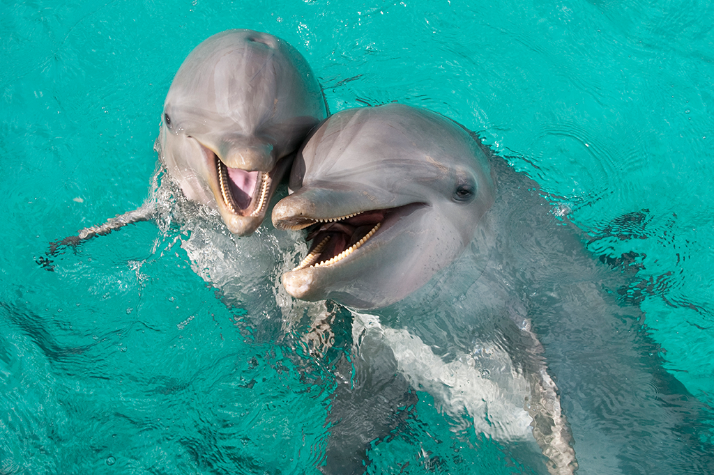 Golfinhos estão ficando resistentes a antibióticos, diz estudo
