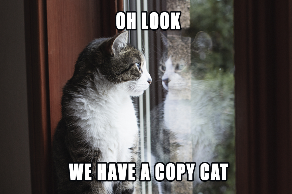 Empresa chinesa clona gato pela 1ª vez no país