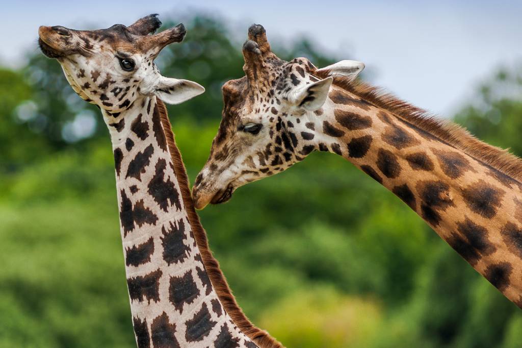 Girafas de cor mais escura são solitárias