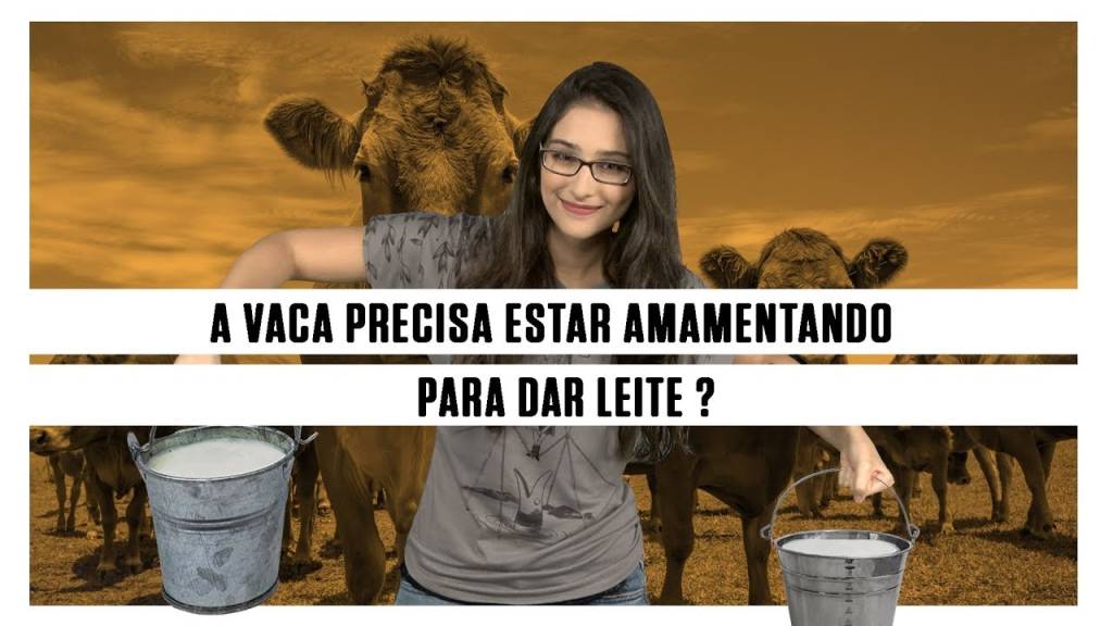 A vaca precisa estar amamentando para dar leite?