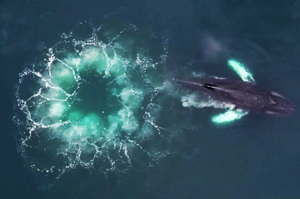 Vídeo inédito flagra jubartes usando “rede de bolhas” para caçar peixes