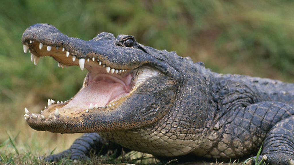 Qual animal tem a mordida mais forte?