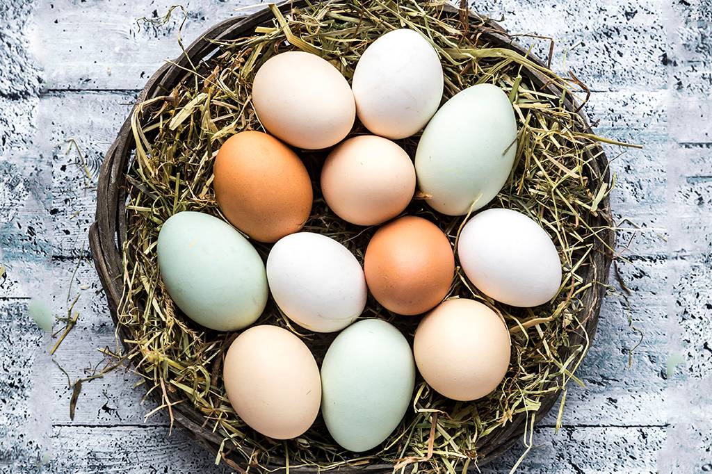 Por que os ovos têm cores diferentes? Este estudo descobriu