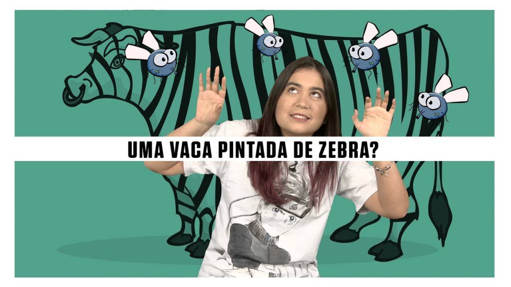 Por que os cientistas estão pintando vacas como zebras?