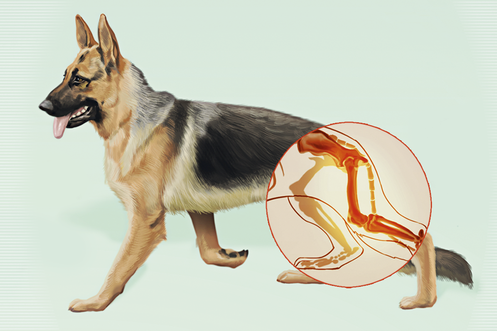 As doenças mais comuns em 10 raças de cachorro