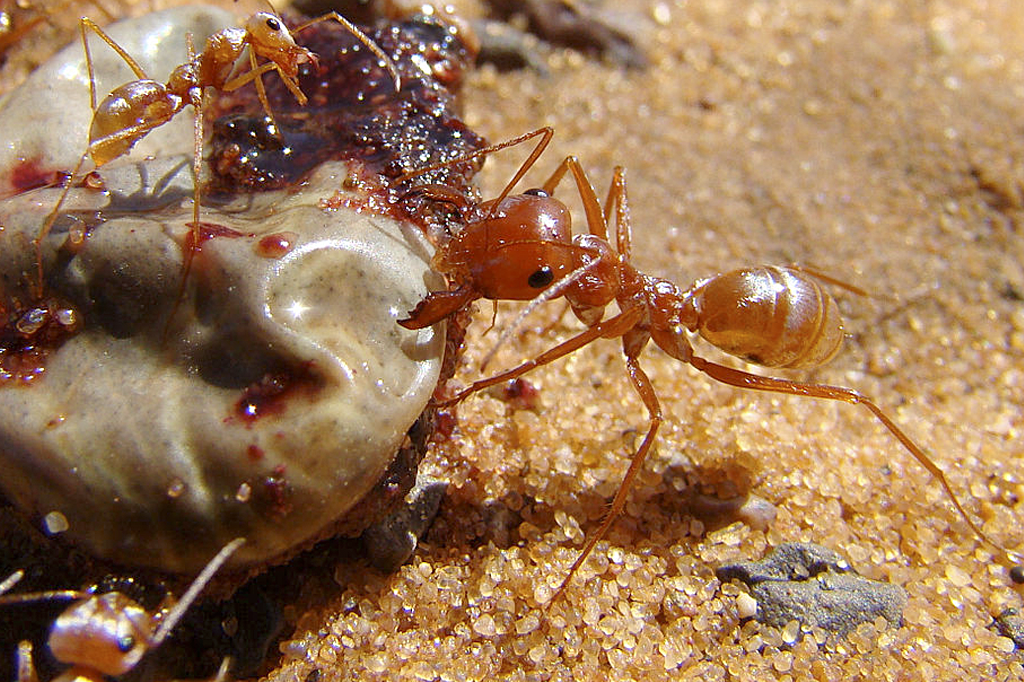 Formiga atômica: em 1 segundo, ela corre 100 vezes o tamanho de seu corpo