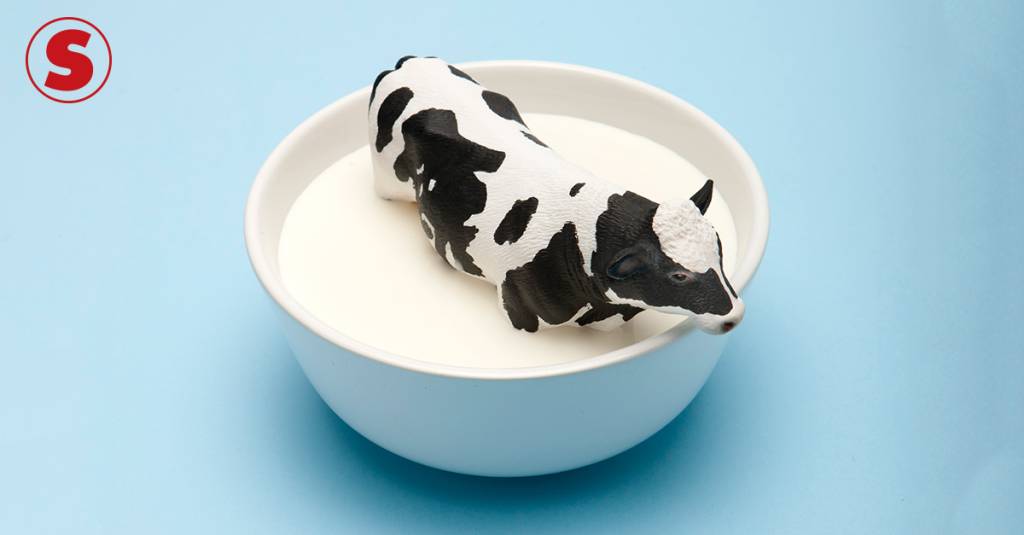 A vaca dá leite só quando amamenta?