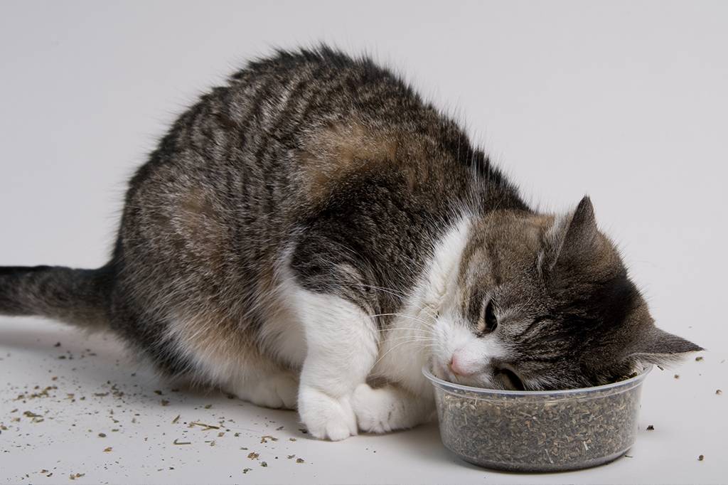 Os gatos ficam “chapados” com catnip?