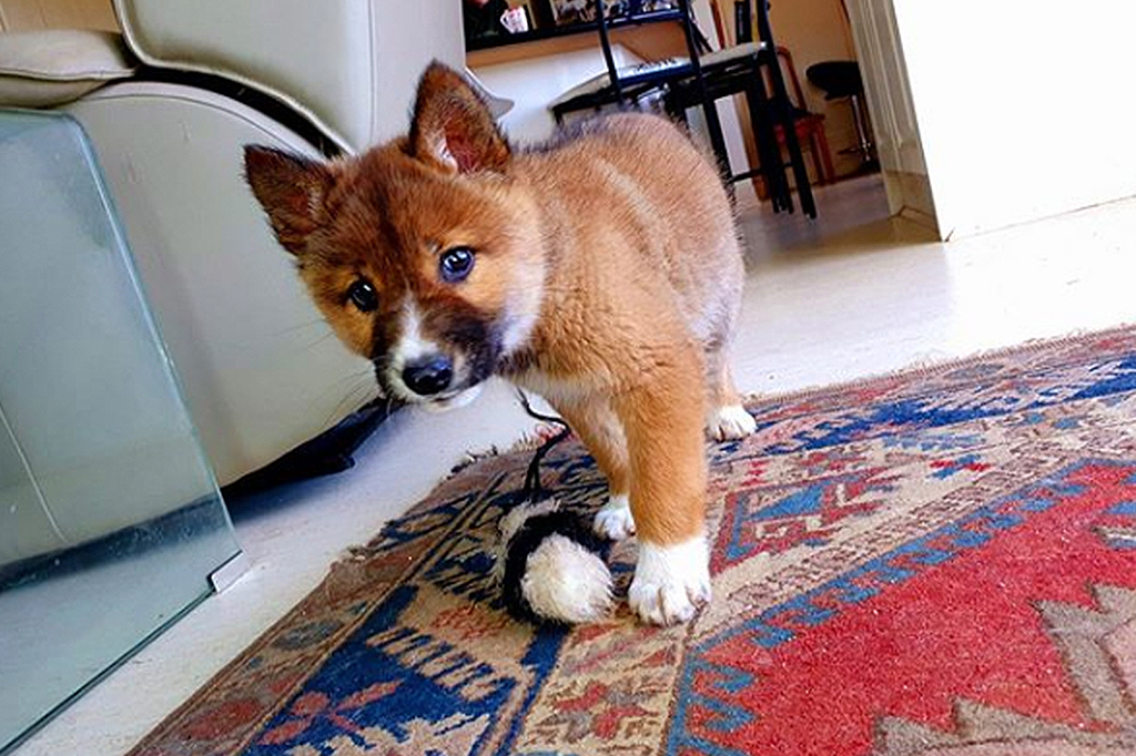 Este “cachorrinho” perdido é, na verdade, uma espécie em extinção