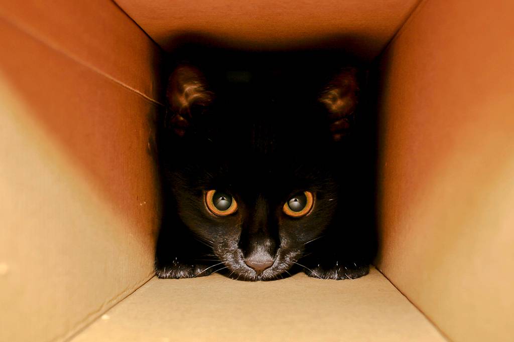 O que é o Gato de Schrödinger?