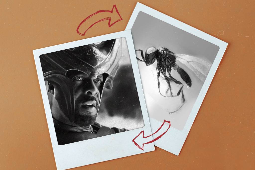 Mosca que protege plantações é batizada em homenagem à personagem de Thor