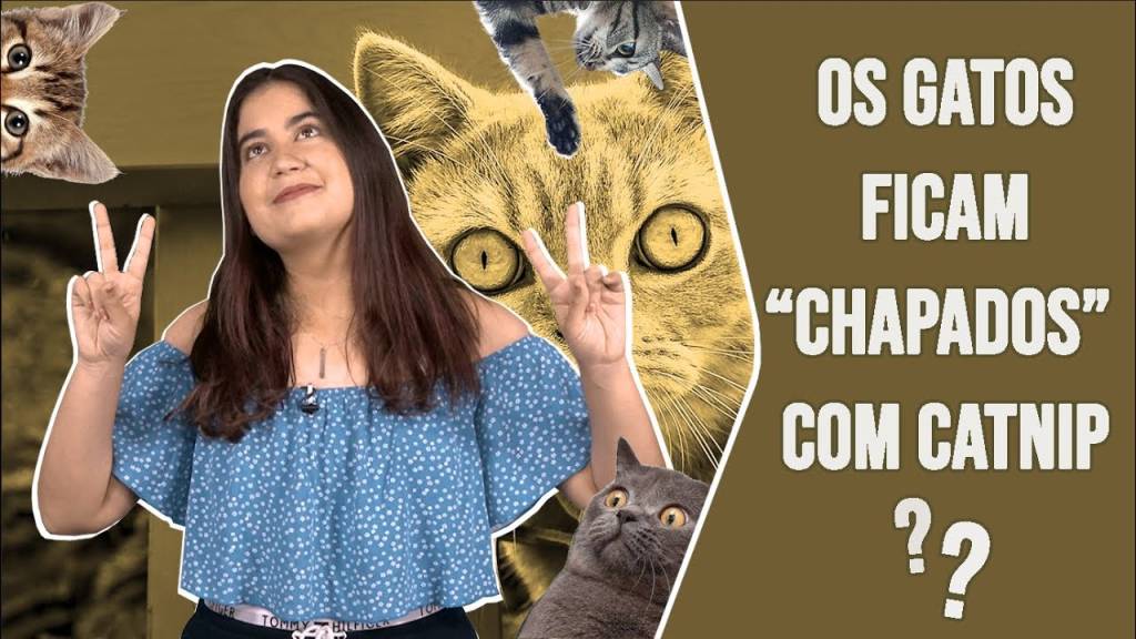 Os gatos ficam “chapados” com catnip?