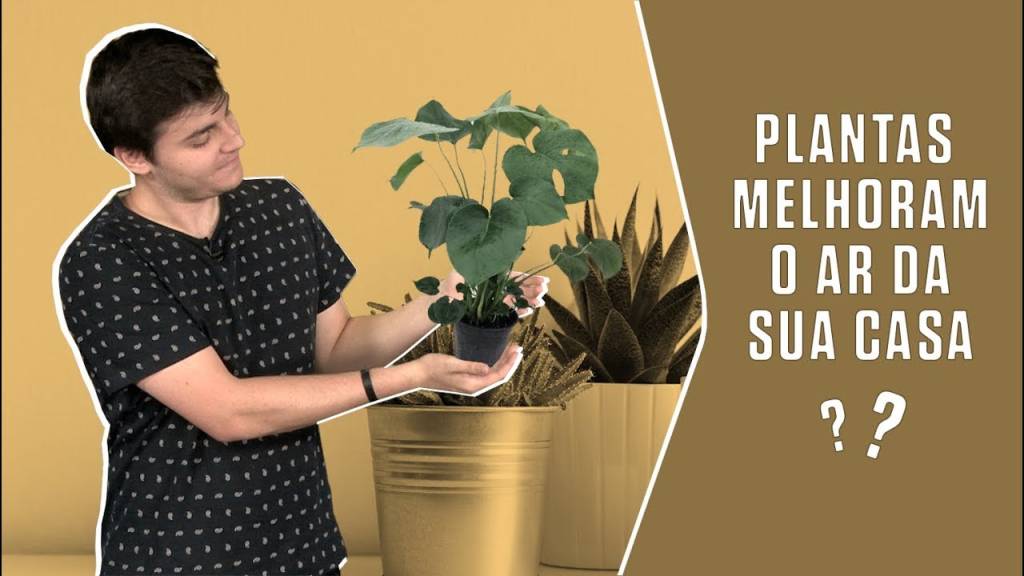 Plantas melhoram o ar da sua casa?