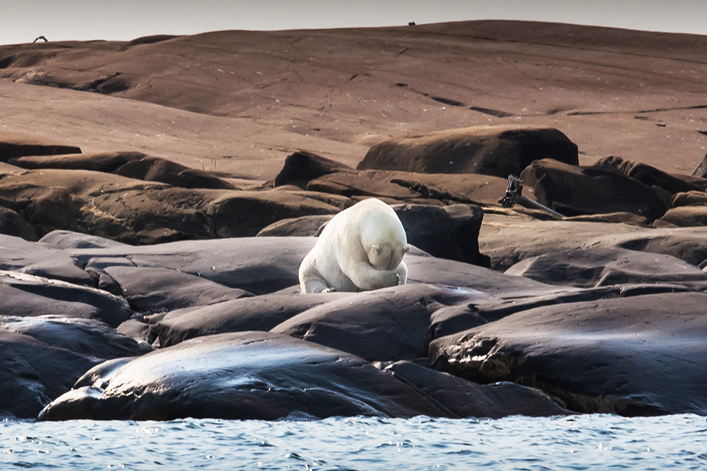 Dicionário Oxford escolhe a palavra do ano de 2019 – saiba qual é