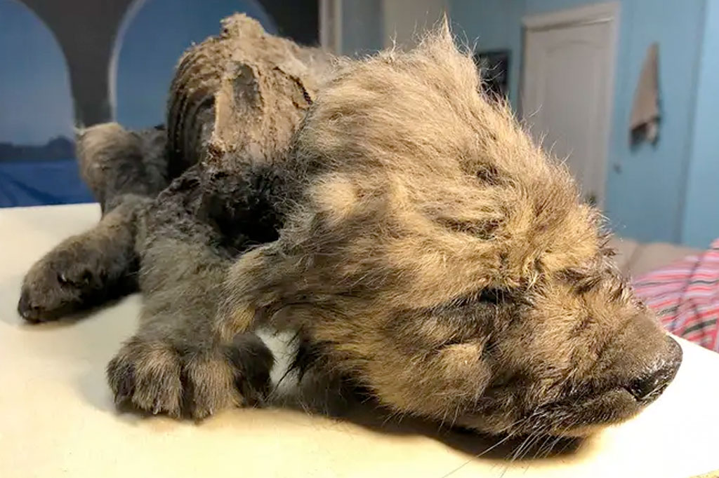 Filhote de 18 mil anos é encontrado intacto na Sibéria