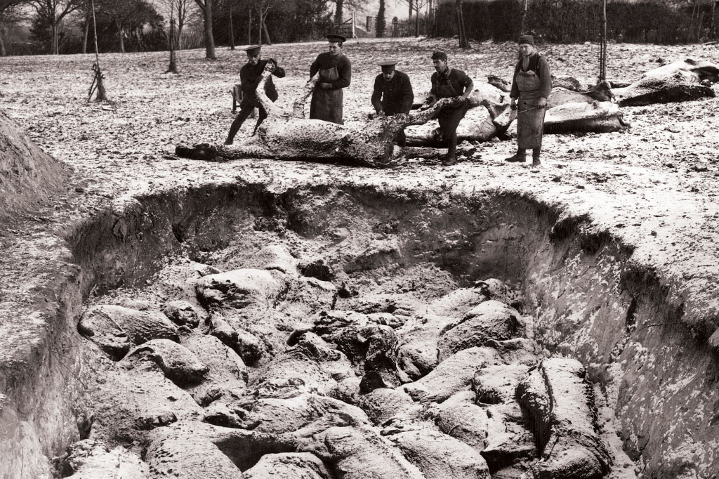 SI_Holocausto_animal_1 SI_Holocausto_animal_1
